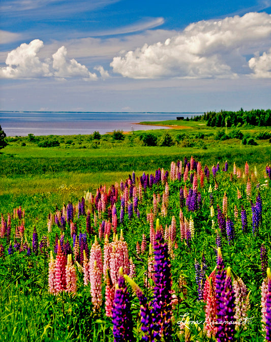 Abram-Village, PEI - Lupins in Full Bloom