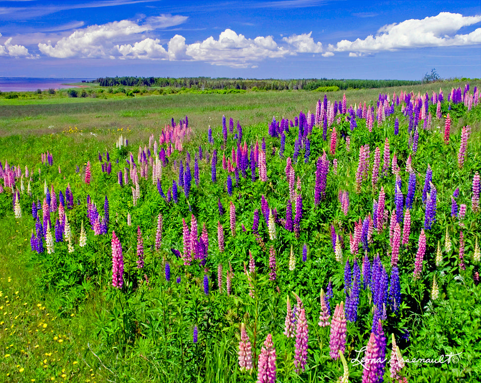 Abram-Village, PEI - Lupins in Bloom