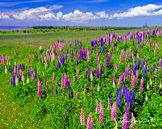 Abram-Village, PEI - Lupins in Bloom