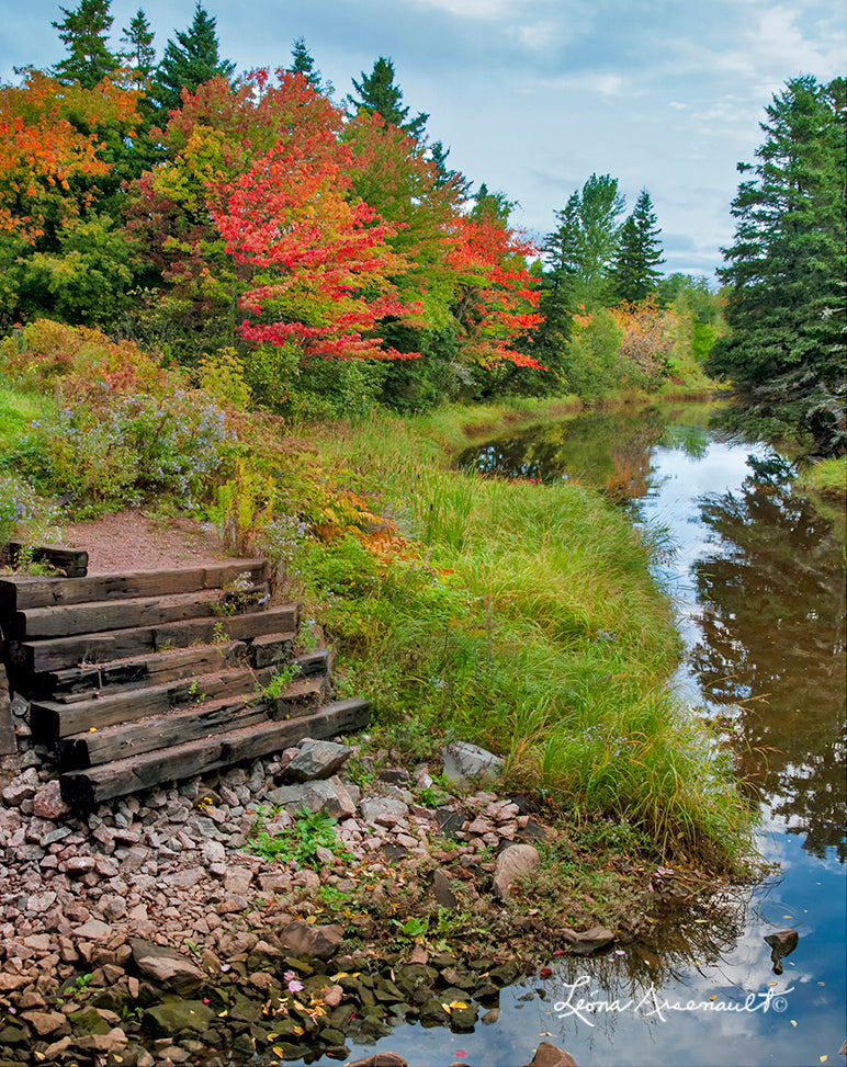 Wellington, PEI - Fall in the Trees