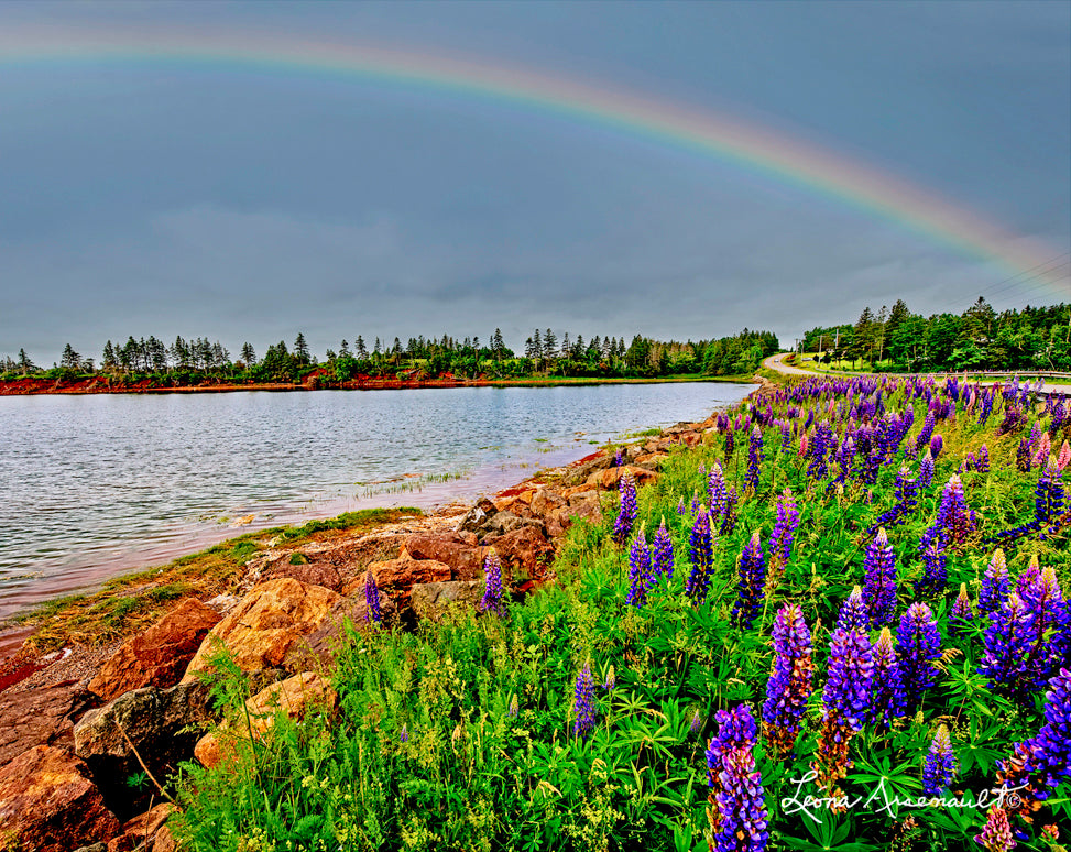 Darnley, PEI - Rainbow Over Lupins
