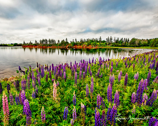 Darnley, PEI - Lupins To The Ocean
