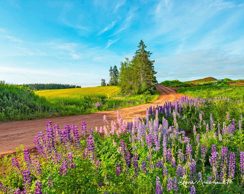 Rose Valley, PEI - Lupin Path