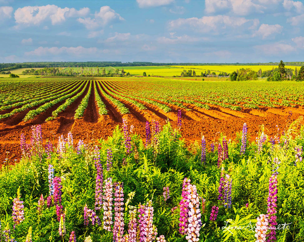 Kinkora, PEI - Potato Rows