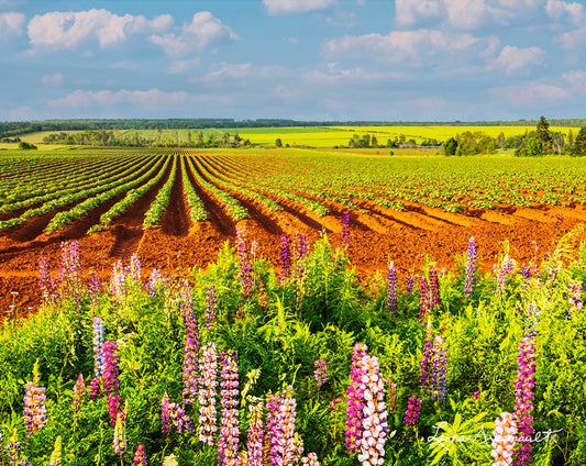 Kinkora, PEI - Potato Rows