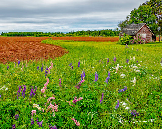 North Carleton, PEI - Potato Field Reds