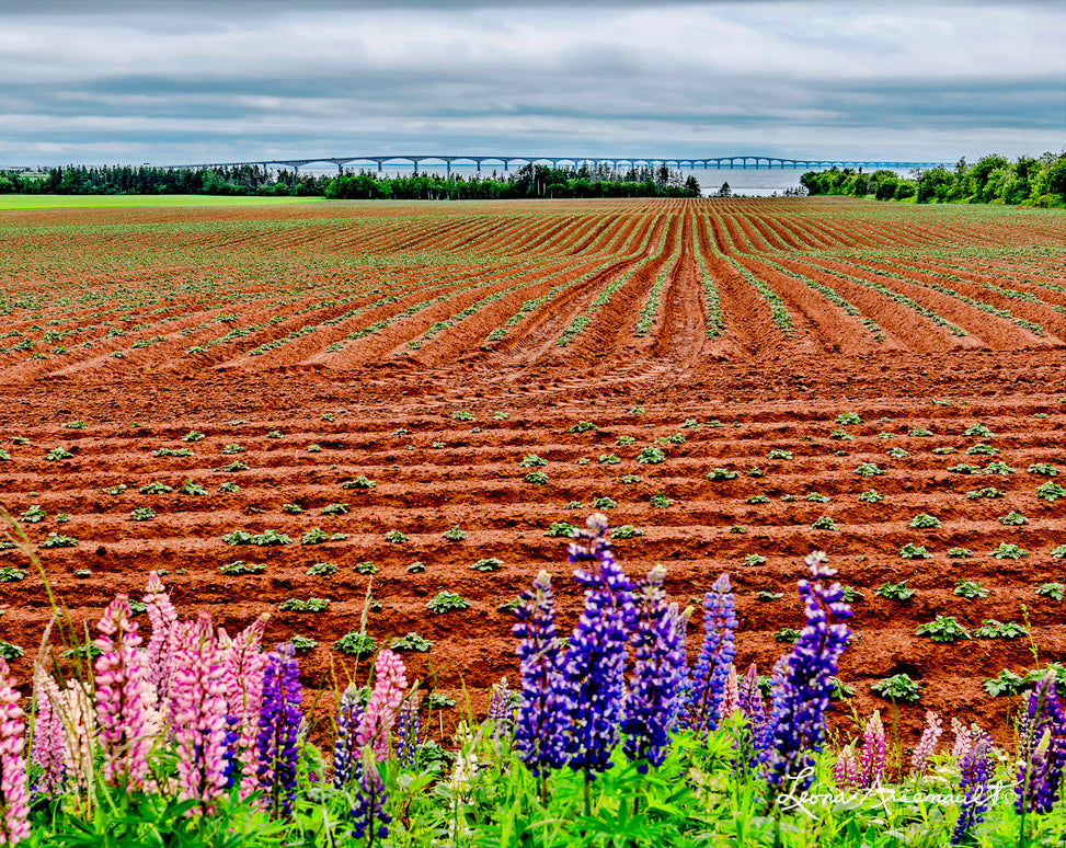North Carleton, PEI - Potato Rows