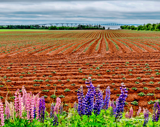 North Carleton, PEI - Potato Rows