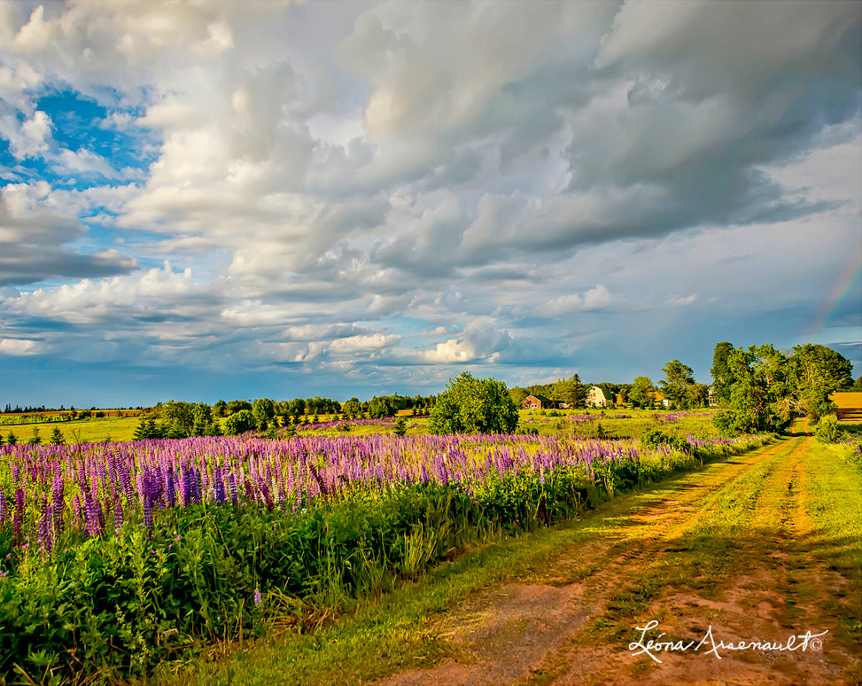 Kensington, PEI - Lupins and Clouds