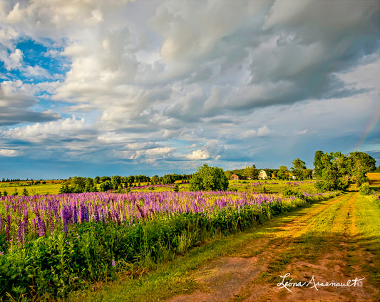 Kensington, PEI - Lupins and Clouds