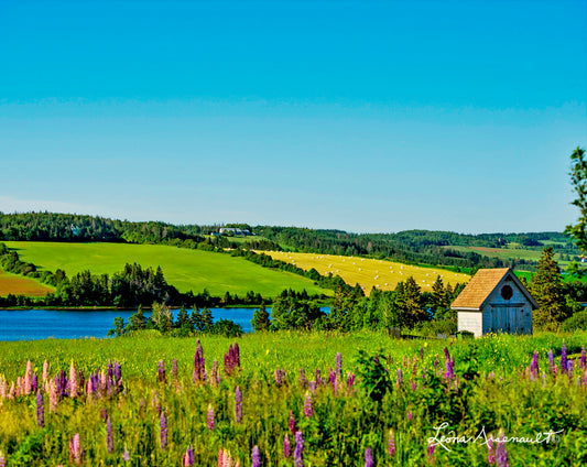 Long River, PEI - The Vibrancy of Nature