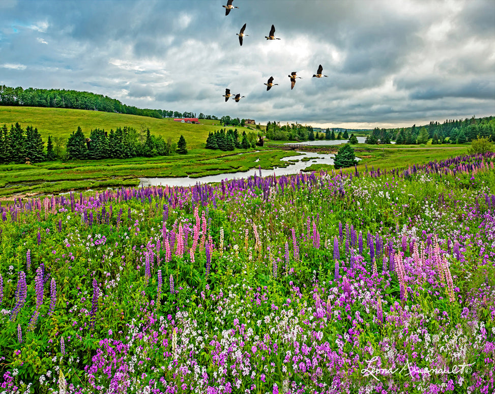 Clinton, PEI - Geese Over Lupins