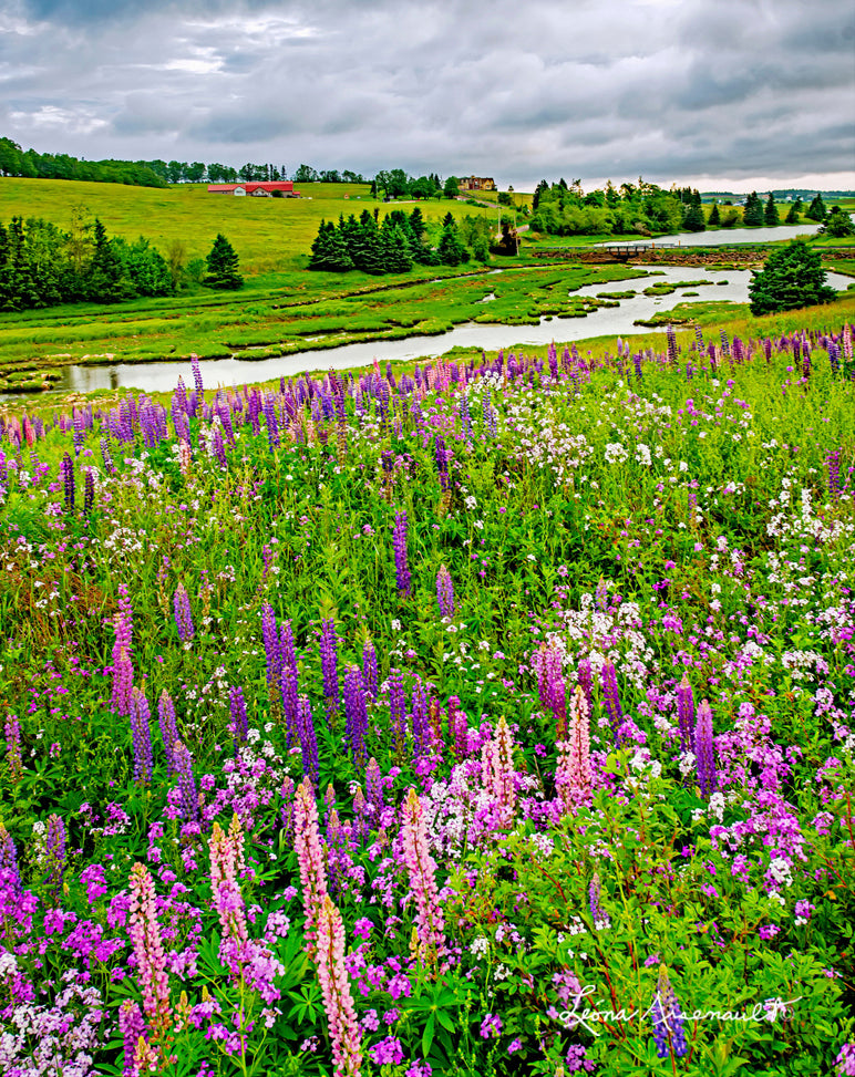 Clinton, PEI - Lupins in a Field