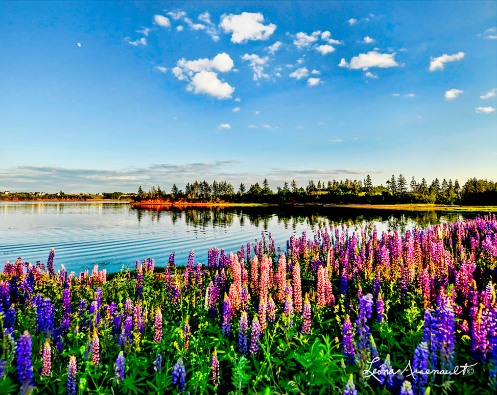 Springbrook, PEI - Lupins by Water