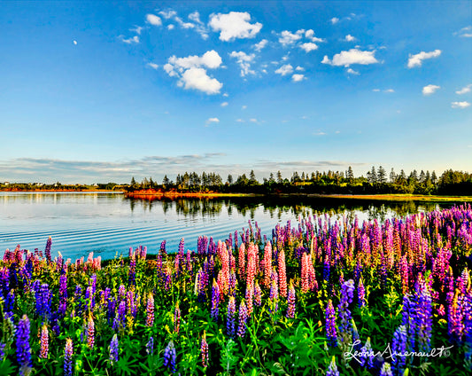 Springbrook, PEI - Lupins by Water