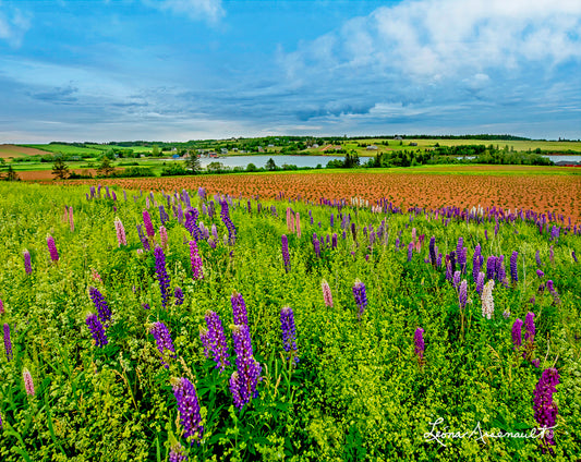 French River, PEI - Lupins by a Potato Field