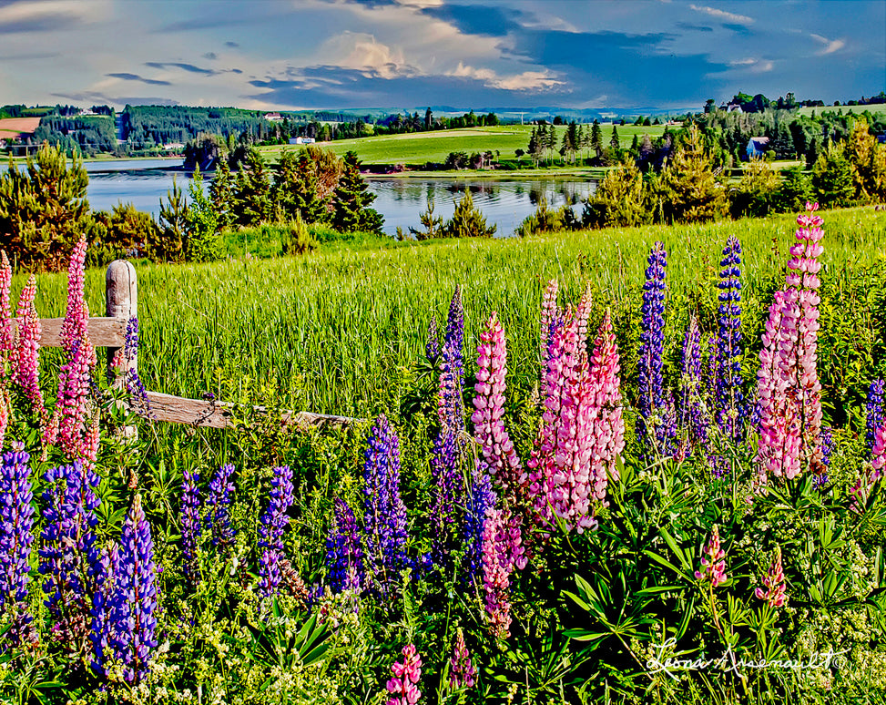 Stanley Bridge, PEI - Lupins over Stanley River
