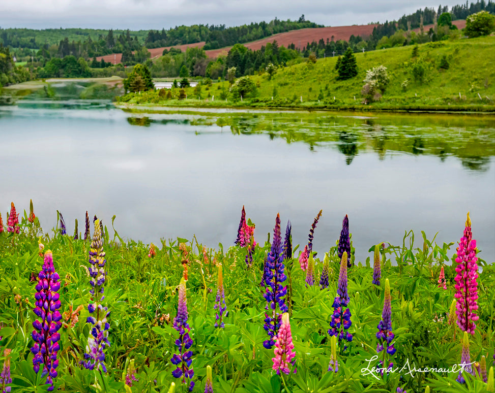 New Glasgow, PEI - Lupins to the Water