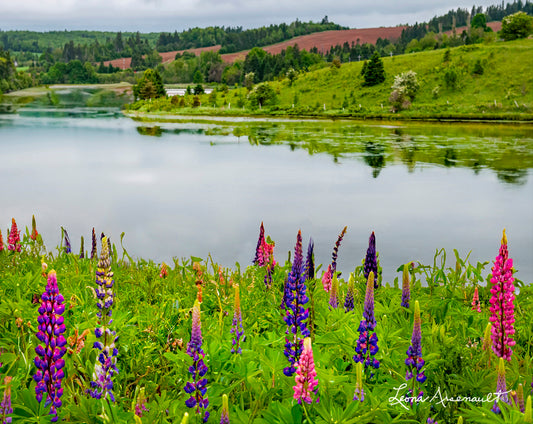 New Glasgow, PEI - Lupins to the Water