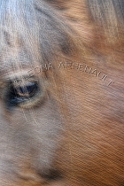 IMPRESSIONISTIC;LENS_CREATION;HORSES;ABSTRACT;VERTICAL
