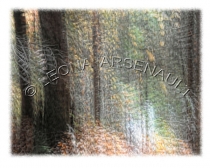 IMPRESSIONISTIC;LENS_CREATION;ABSTRACT;FOREST;TREES;HORIZONTAL